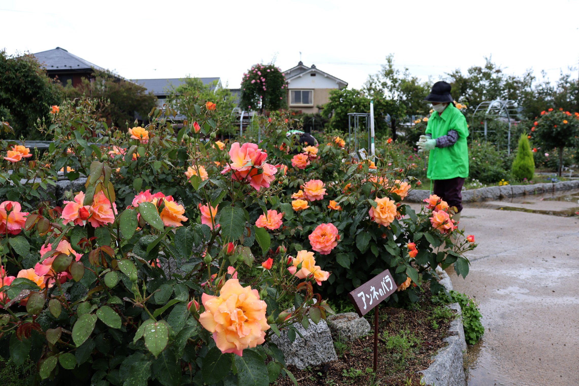 120種類のバラ園、26日ぶり市民向けに開放　閉鎖中も手入れ　京都・綾部