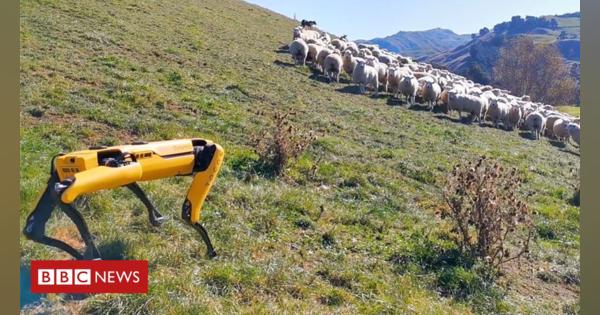 Robot dog tries to herd sheep