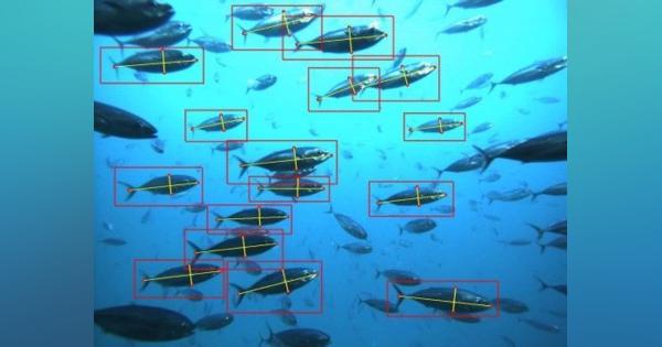 AIがマグロ幼魚のサイズを自動測定するサービス、NECと豊田通商が開発