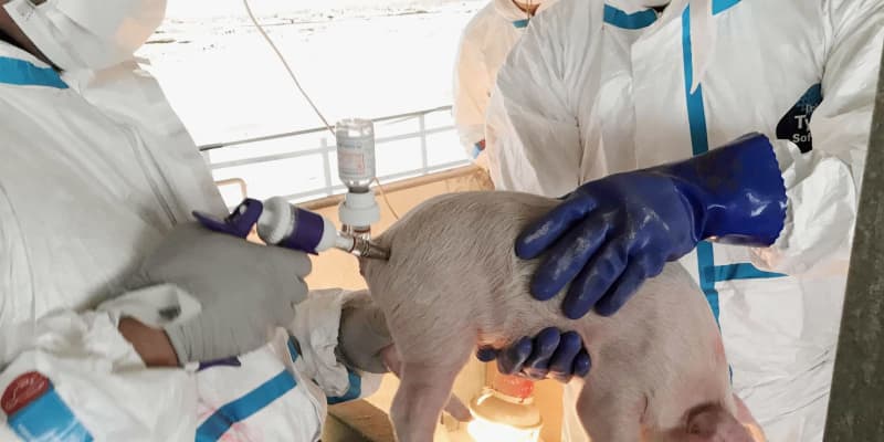 豚熱、野生イノシシで拡大　農水省、飼育豚での再燃警戒