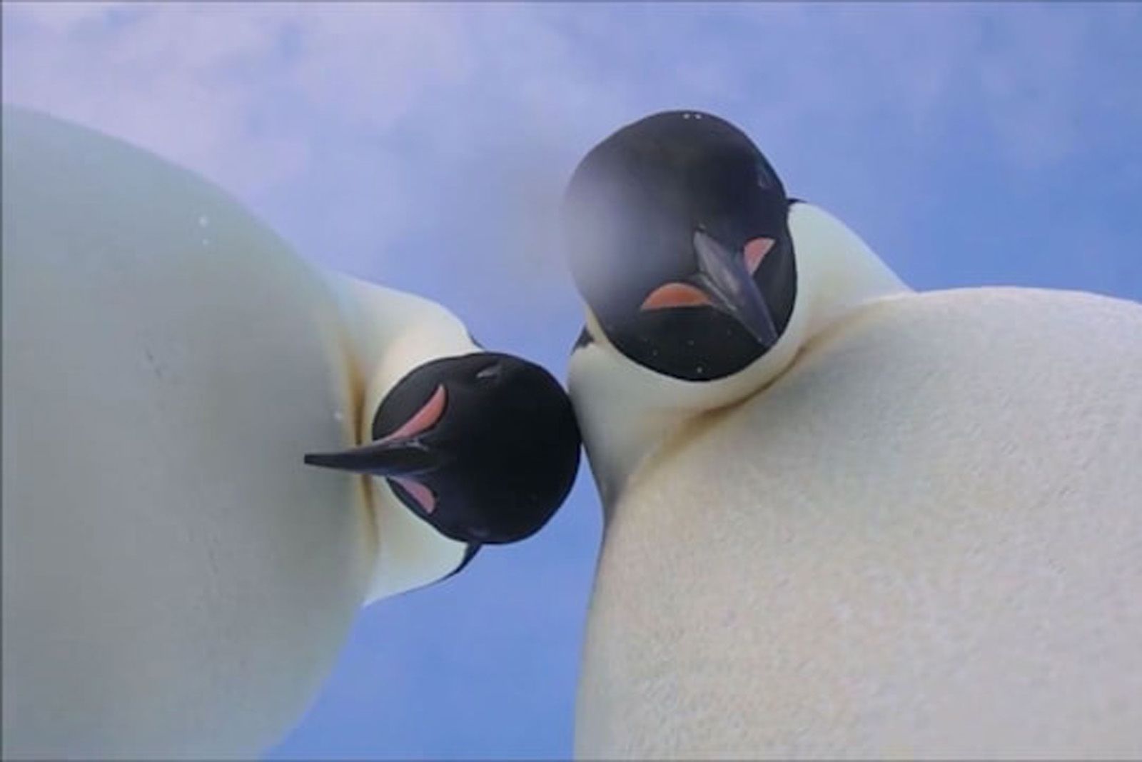 ペンギンのフンから笑気ガスが大量発生。通常の120倍、調査に訪れた研究者は酩酊