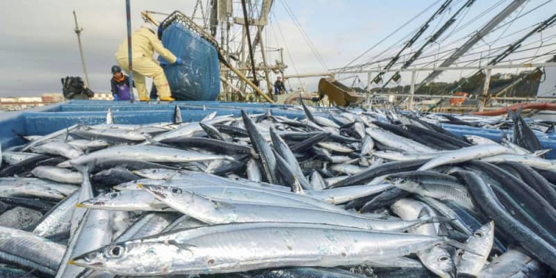 2019年漁獲量は過去最低　サンマやサケが記録的不漁