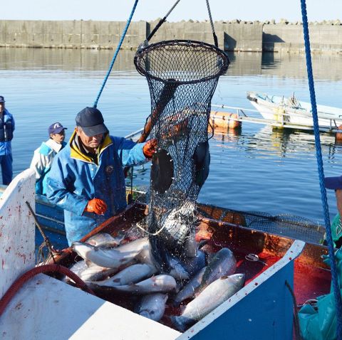 ニジマス海面養殖 ７２２匹初水揚げ ブランド名は 北海道二海サーモン