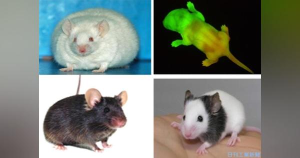 生命科学研究に百年以上利用されてきた実験動物が「マウス」な理由