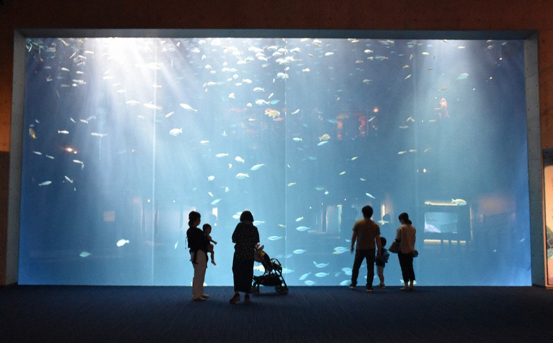 全国の人、お待たせ！　香川・四国水族館再オープン　大水槽前に子どもら歓声