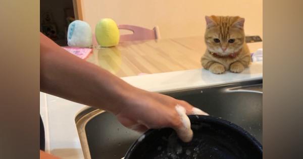 「猫の手が借りたくなったら言ってね」洗い物を習得しようとするマンチカン