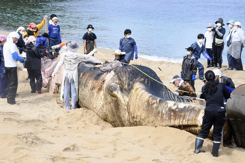 漂着の死骸は福井県内初ナガスクジラ
