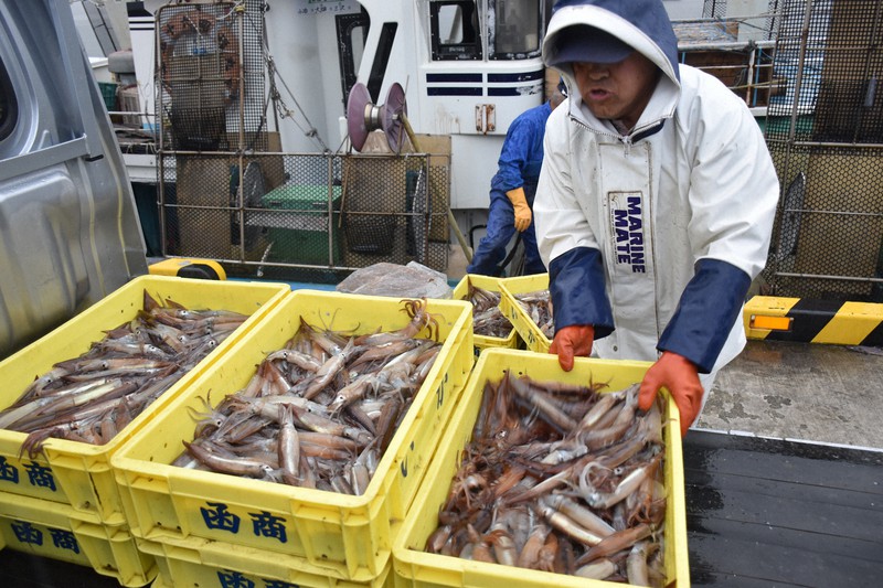 イカ漁解禁　函館で初水揚げ　取引額はコロナで低迷