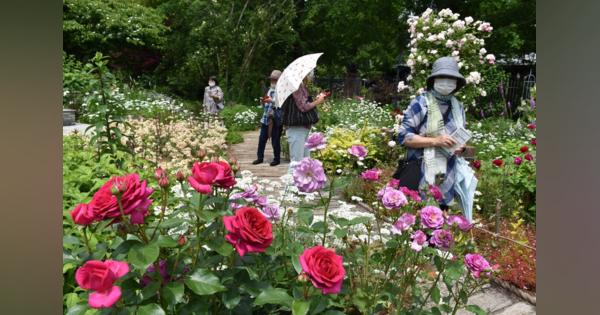 バラの香りに癒やされて　色とりどり400種咲き誇る　滋賀・米原の観光庭園
