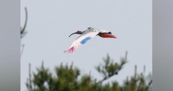 トキ放鳥　全１８羽が大空へ　佐渡　ＧＰＳ着け洋上風力発電の影響調査　