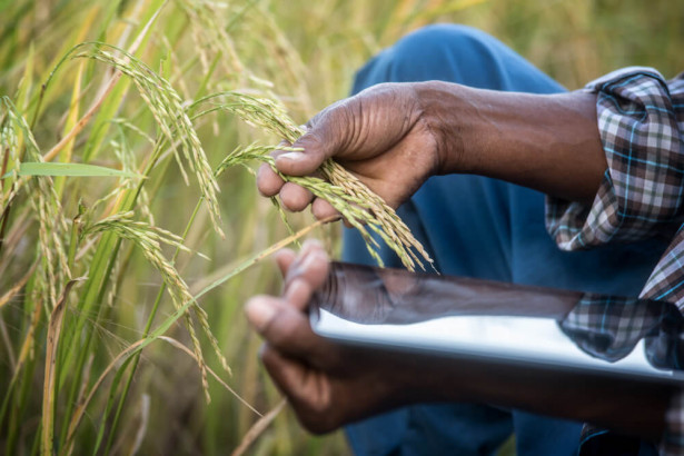 アフリカの農業をマシンラーニングで変える農業テック企業