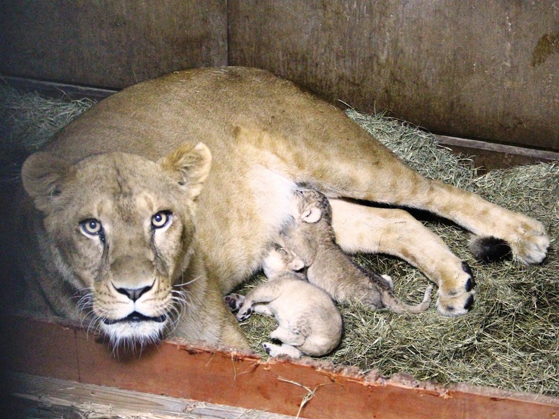 ママが守るかわいいライオンの赤ちゃん ５年ぶりに誕生 愛媛 とべ動物園