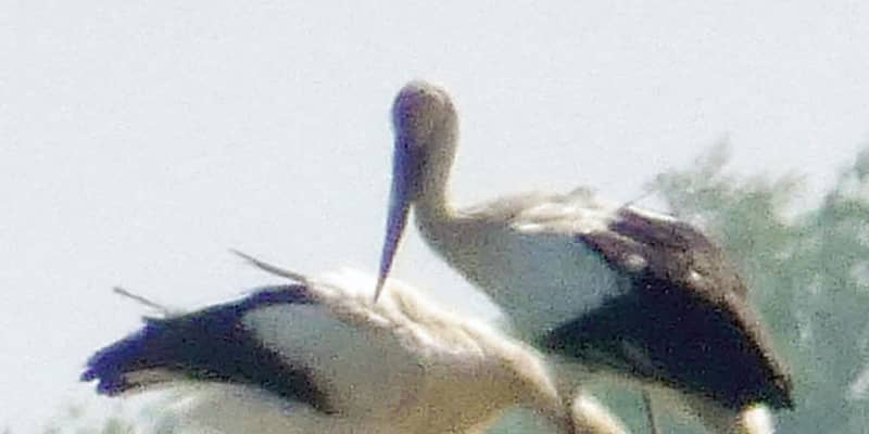 コウノトリのひな2羽誕生、栃木　渡良瀬遊水地、7月巣立ちか