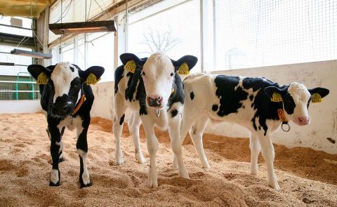 「三元交配」乳牛３頭誕生　訓子府のホクレン農場、研究目的で国内初　目標「長寿命／多い生涯乳量／高い受胎率」