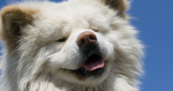 秋田犬『わさお』天国へ。「眠りに落ちるように安らかな旅立ち」