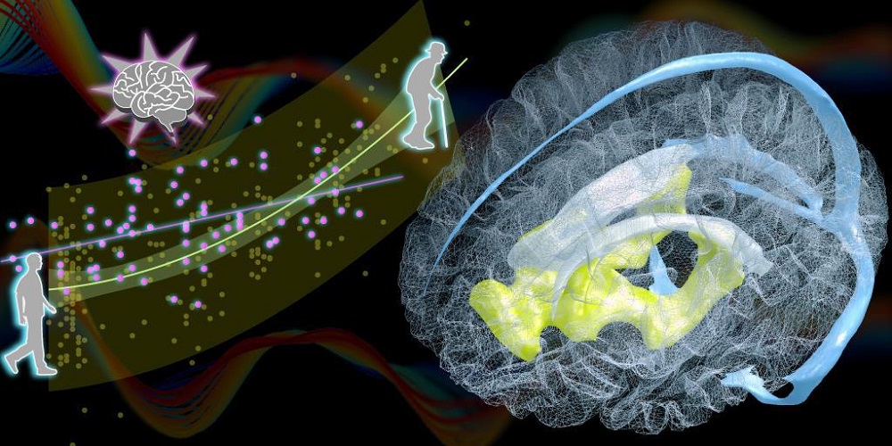 ヒト脳の老化進行を評価する新しい加齢バイオマーカーを発見