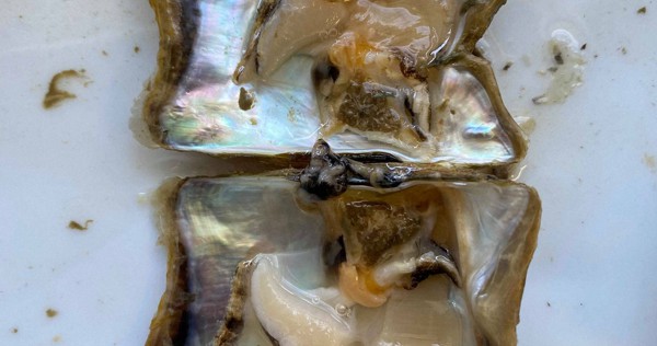 アコヤガイ、また大量死の恐れ　養殖真珠の三重・志摩　コロナ需要減とダブルパンチ