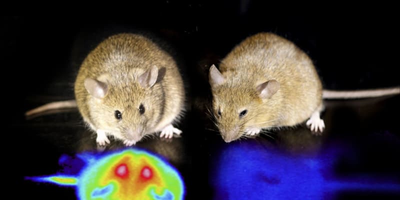 マウスの人工冬眠に成功　脳内を刺激、人間でも？