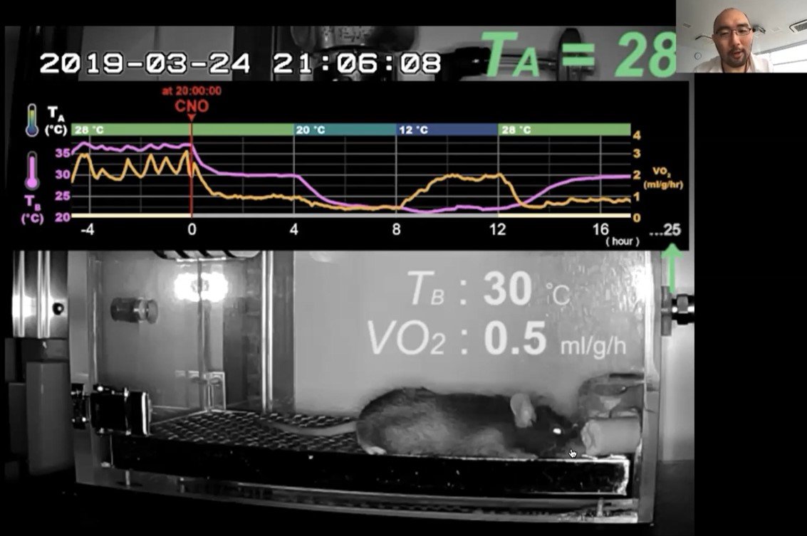 「人工冬眠」導く神経、マウスで発見　人間の冬眠技術へ前進