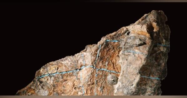 白亜紀ウミガメの甲羅に二枚貝　8千万年前の海で共生