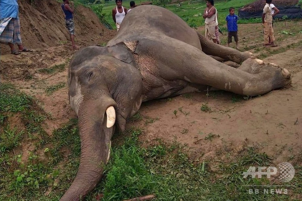 絶滅危機のアジアゾウが感電死、牙が高圧線に接触 バングラデシュ