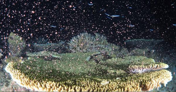 奄美大島沖でサンゴの産卵始まる　夜の海を漂う幻想的なピンクの粒
