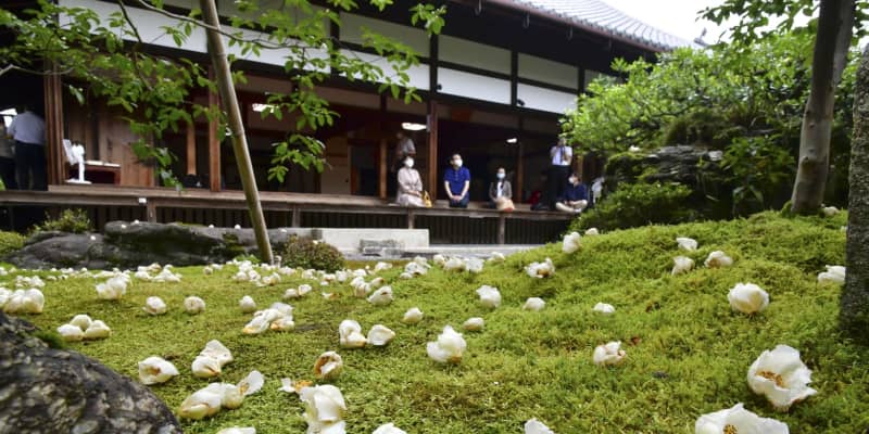 はかない沙羅の花めでる、京都　東林院で見頃