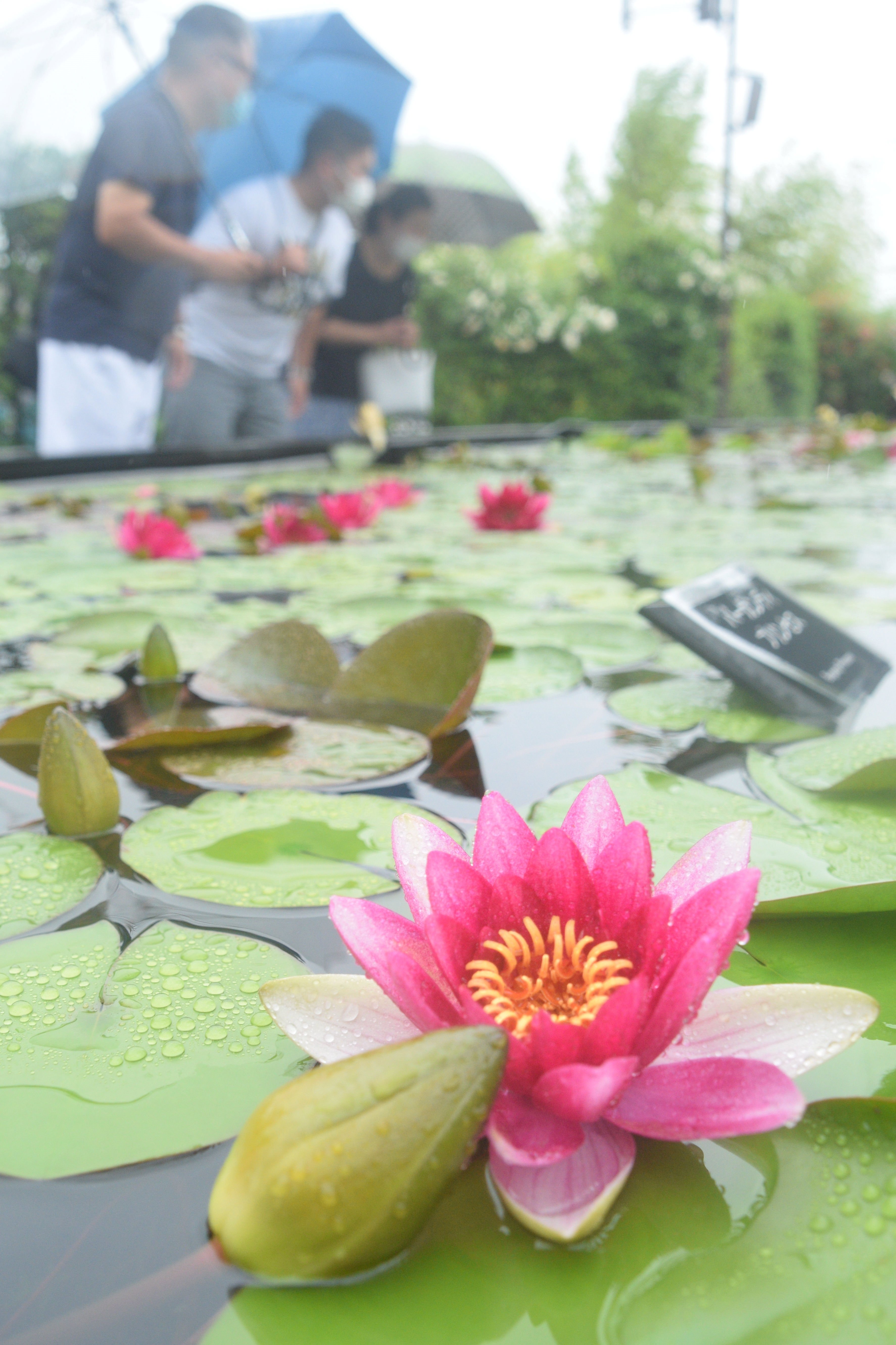雨の水滴、スイレンに彩り　水生植物公園で100種、滋賀・草津
