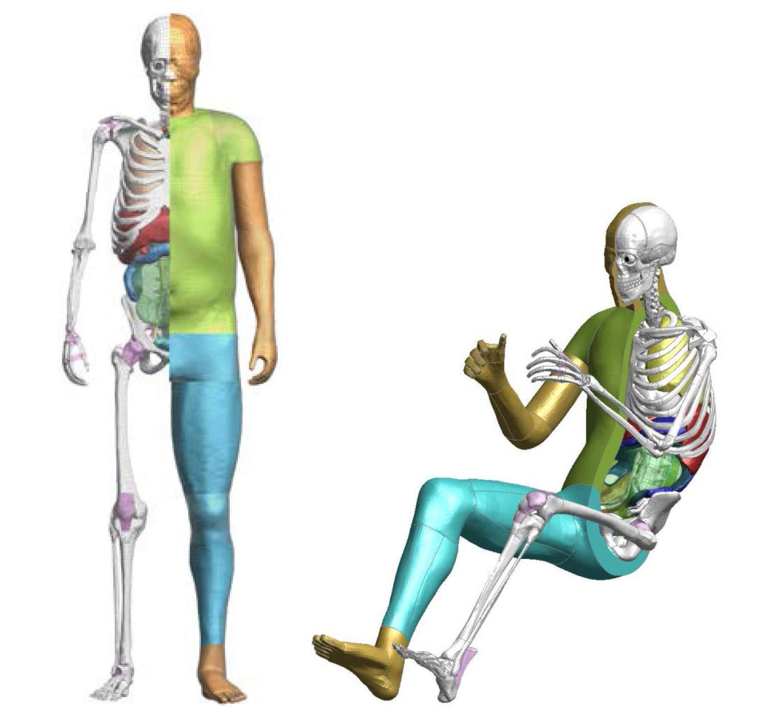 トヨタ、人体モデル「THUMS」無償公開へ　筋肉や内蔵もモデル化、衝突実験のシミュレーションに