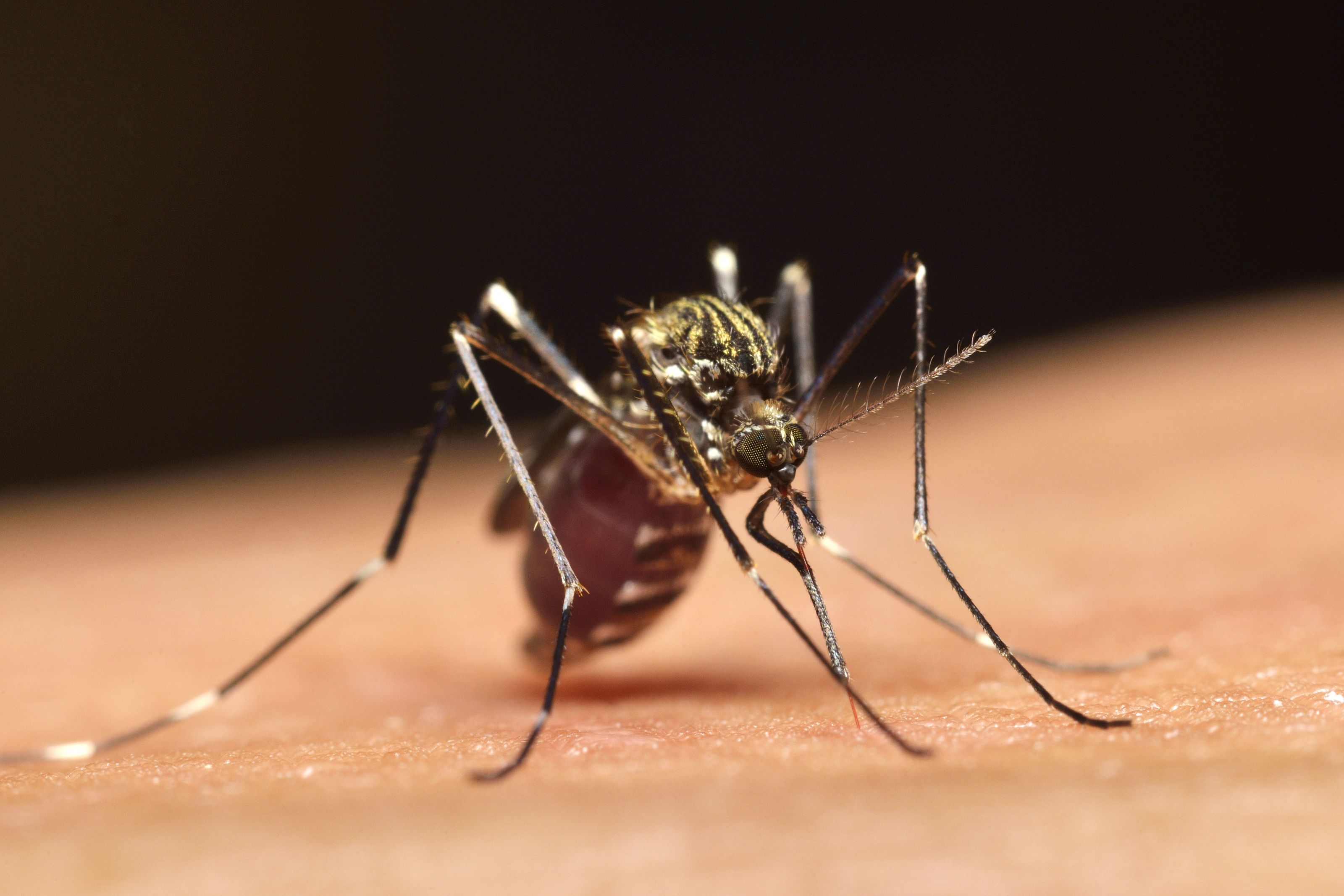 新型コロナは蚊に刺されてうつるのか 蚊 ダニ アブ ヌカカ 病原体を媒介する虫とウイルスの関係