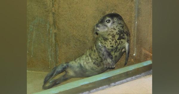 ゴマフアザラシの赤ちゃん元気です　兵庫の水族館で公開　4月に鳥取に漂着、保護