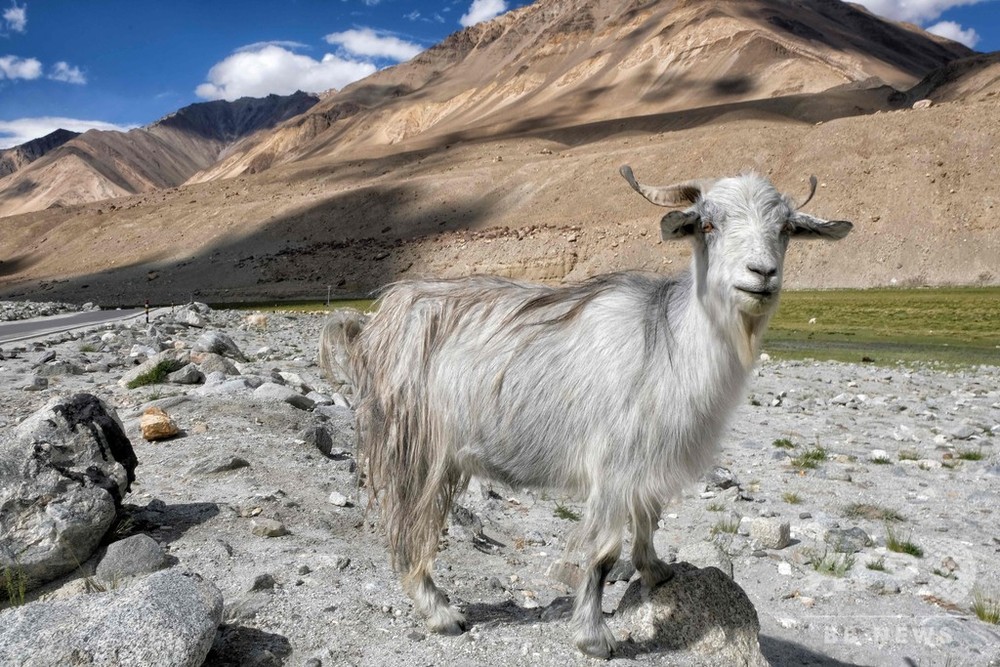 高級毛織物「パシュミナ」原毛不足の懸念 中印対立の影響でヤギ大量死