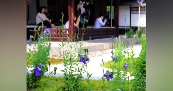 涼やかキキョウの花、白砂と緑の庭に映える　京都・廬山寺、光秀の念持佛も展示