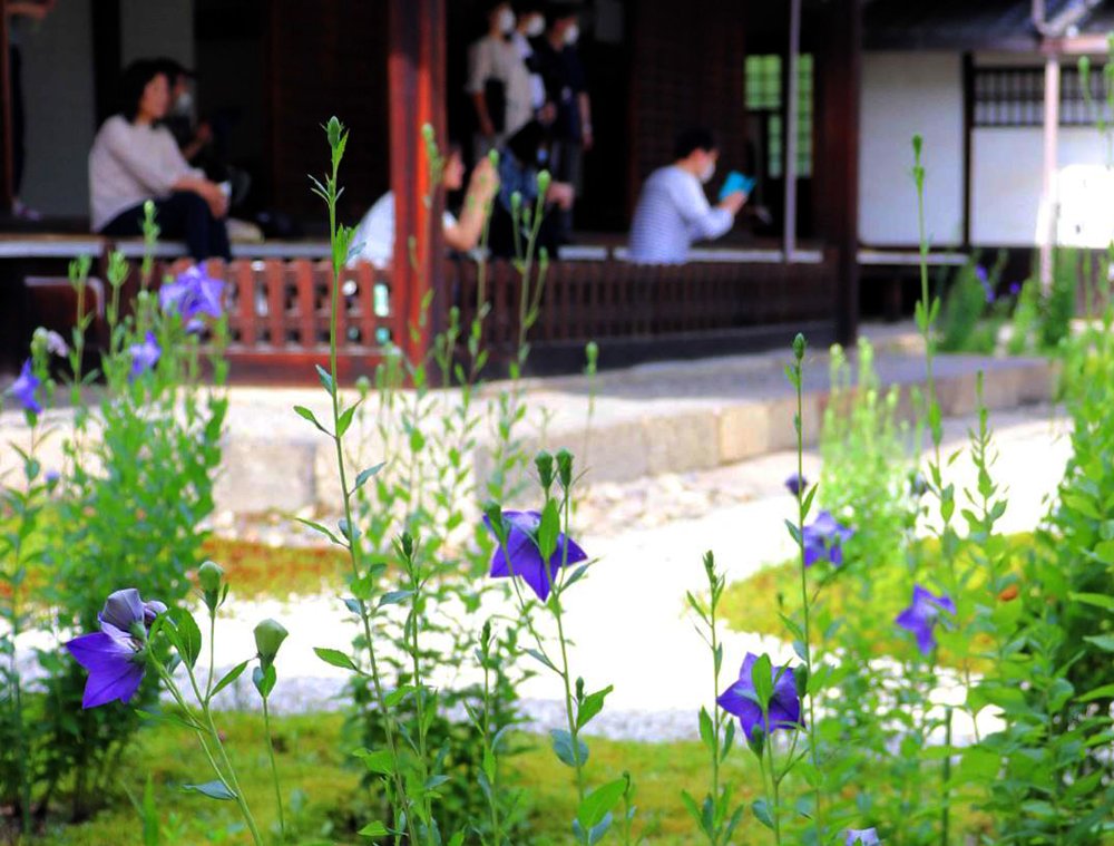 涼やかキキョウの花、白砂と緑の庭に映える　京都・廬山寺、光秀の念持佛も展示