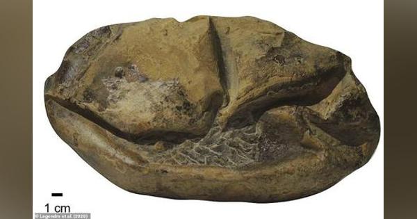 南極大陸で発見されたサッカーボール大の「謎の化石」の正体が明らかに