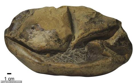 南極大陸で発見されたサッカーボール大の「謎の化石」の正体が明らかに