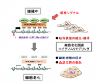 熊本大、細胞の老化を防ぐ酵素を発見