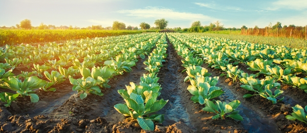 スマート農業事業を加速！「ゼロアグリ」を手がけるルートレックが資金調達を実施