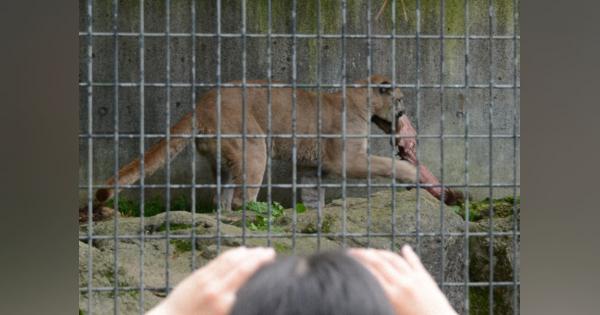 ピューマから考える獣害問題　盛岡市動物公園で駆除イノシシ肉イベント