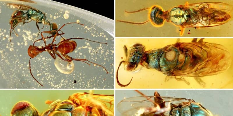 1億年前の虫の輝き、ミャンマー　ハチやアブ、琥珀に保存