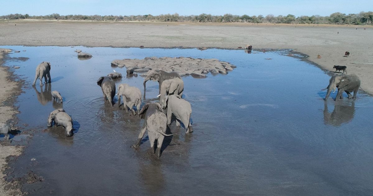 ボツワナで350頭以上のゾウが集団死。死因わからず、さらに増える可能性も
