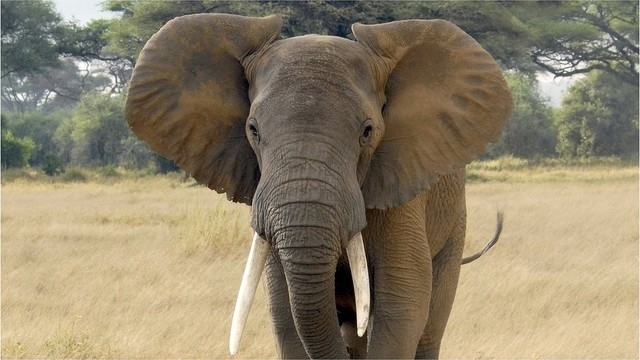 ゾウ350頭超、原因不明の死体で発見　ボツワナ - BBCニュース