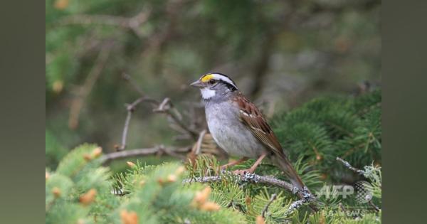野鳥の鳴き声に変化、動物界の「口コミ現象」か カナダ