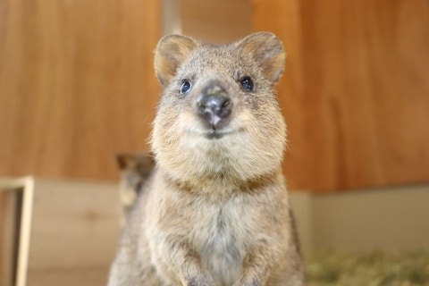 世界唯一の「クオッカ」国外展示を実現　埼玉の動物園がオーストラリアから認められた理由