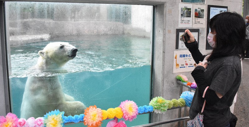 「お婿さん」ホッキョクグマ・イワンお目見え　とくしま動物園で一般公開