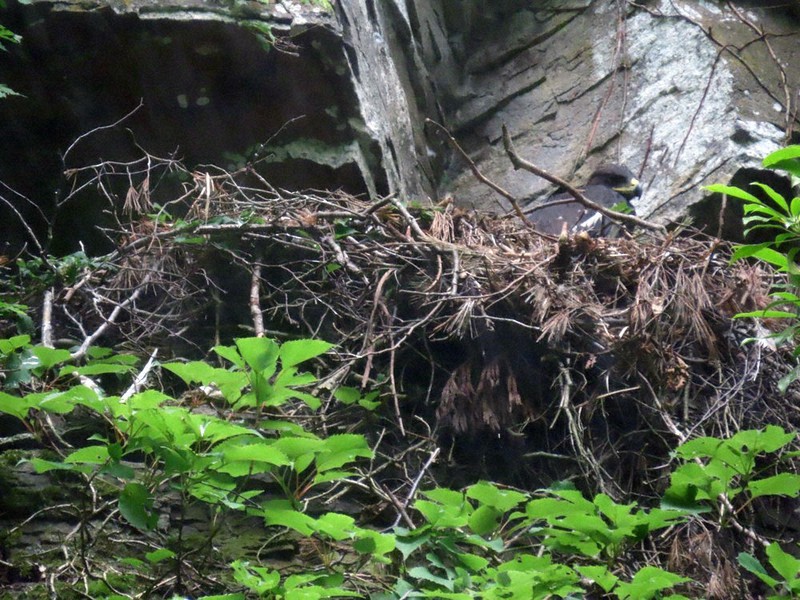 絶滅危惧種の天然記念物ニホンイヌワシのヒナ、兵庫で確認　16年ぶり繁殖成功