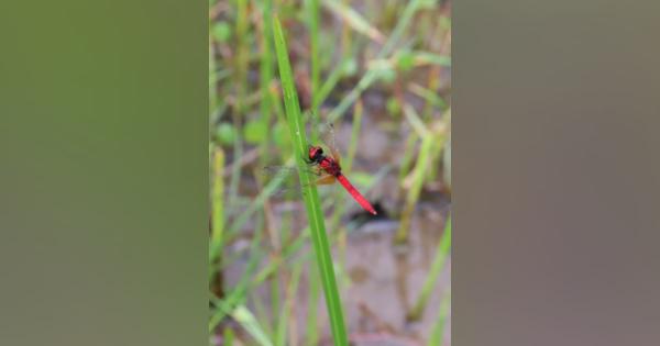 「日本一小さいトンボ」湿地内を飛び回る　ハッチョウトンボ、今年も生息