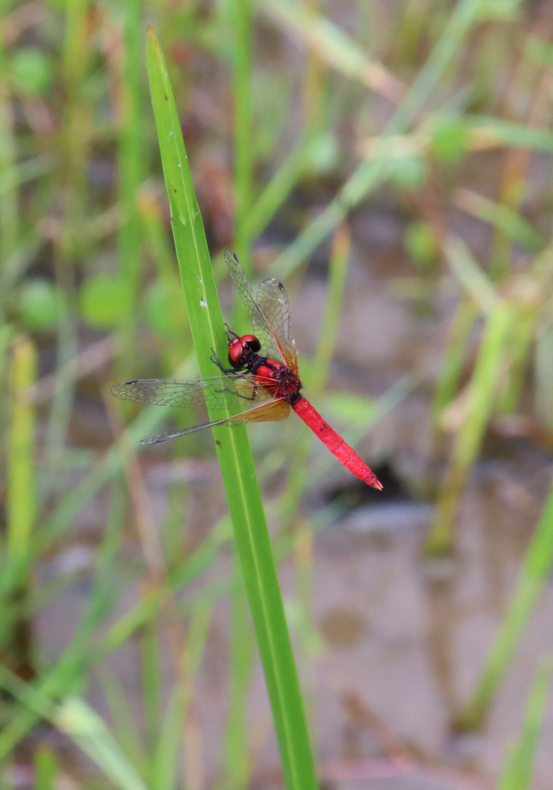 「日本一小さいトンボ」湿地内を飛び回る　ハッチョウトンボ、今年も生息