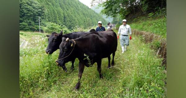耕作放棄地を「牛の放牧」に活用　農水省の土地利用検討会で提起