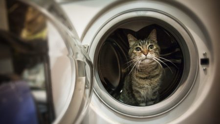 昼寝をしようとした猫を襲った悲劇 ドラム式洗濯機で洗われた12分 洗剤にまみれ 脚をガラスに押し付けて回転していたんです